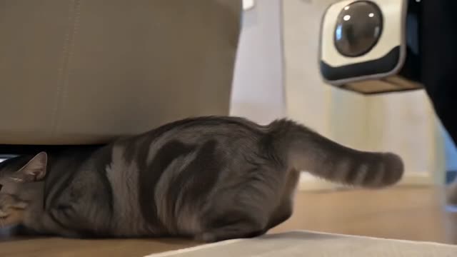 内鬼